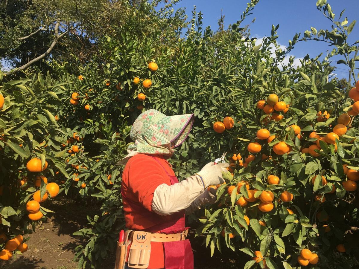 Jeju Mermuri Jeljedong Kültér fotó