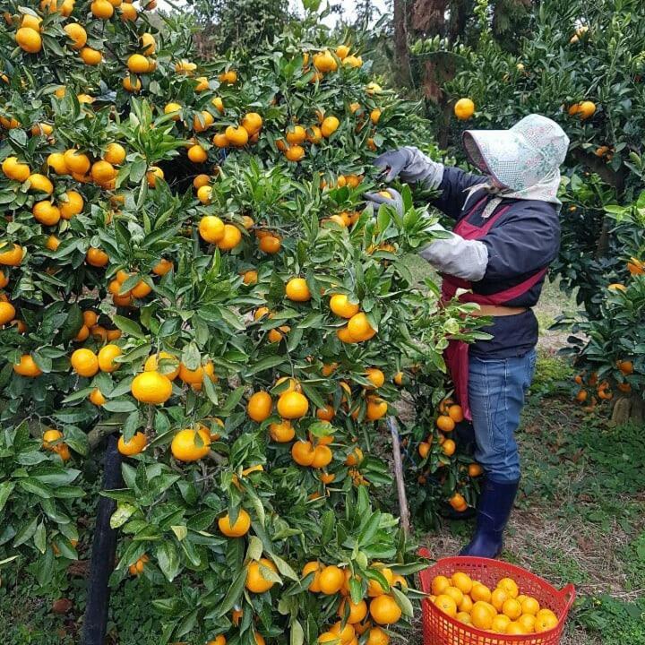 Jeju Mermuri Jeljedong Kültér fotó